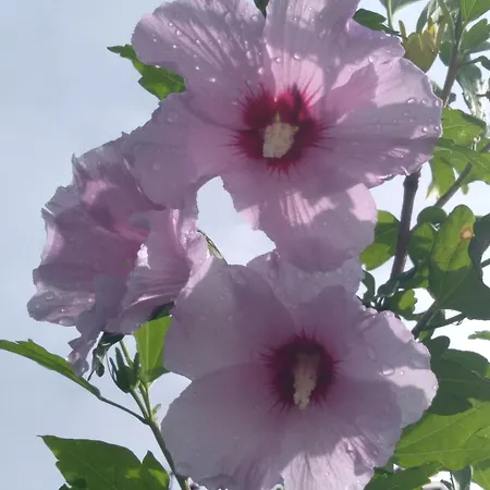 بيت للعطل Sissi House Flowers غْرافيدونا